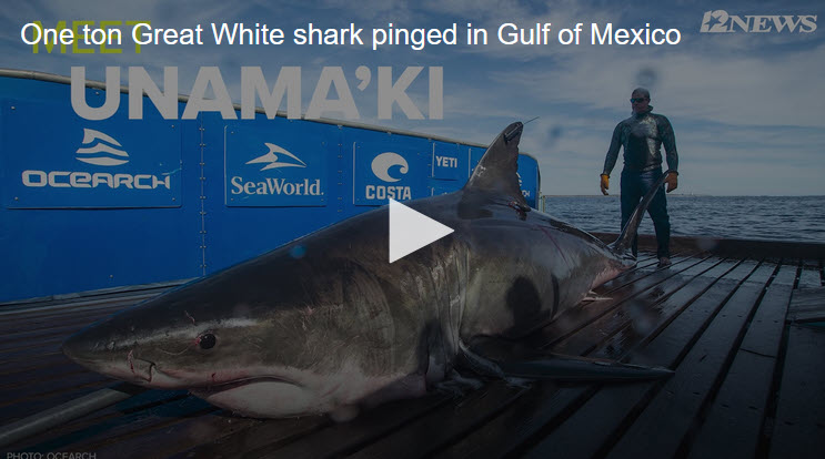 Tracking a great white shark in Gulf of Mexico