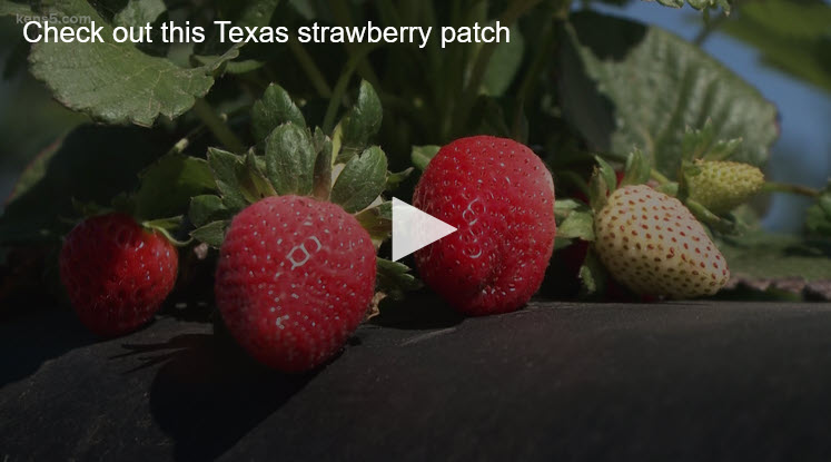 Five Cousins’ make a sweet business growing strawberries in Poteet