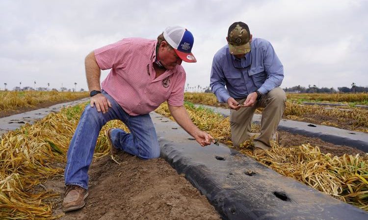 Texas freeze killed winter produce, with some food prices expected to spike