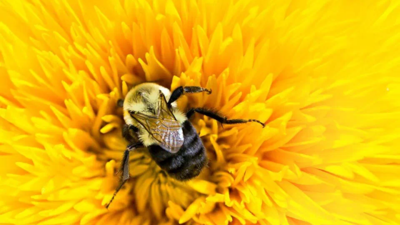 33% of Our Food Would Disappear Without Bees—Here Are 4 Simple Ways to Help