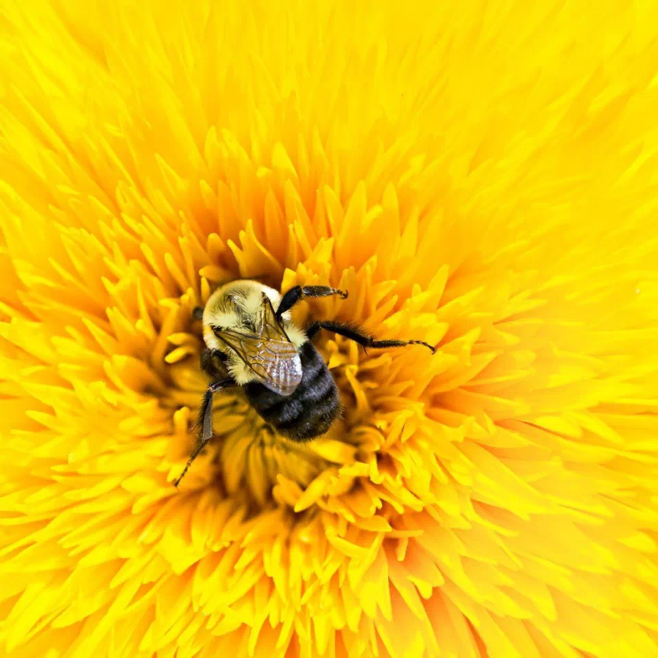 33% of Our Food Would Disappear Without Bees—Here Are 4 Simple Ways to Help