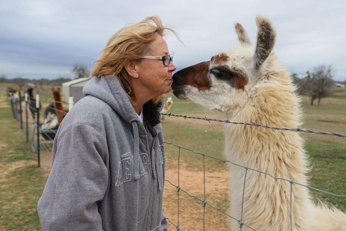 South Texas llamas loved for their fuzziness and their fierceness in face of danger