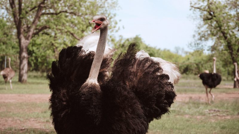 The Rise and Fall (and Rise Again?) of the Texas Ostrich Industry