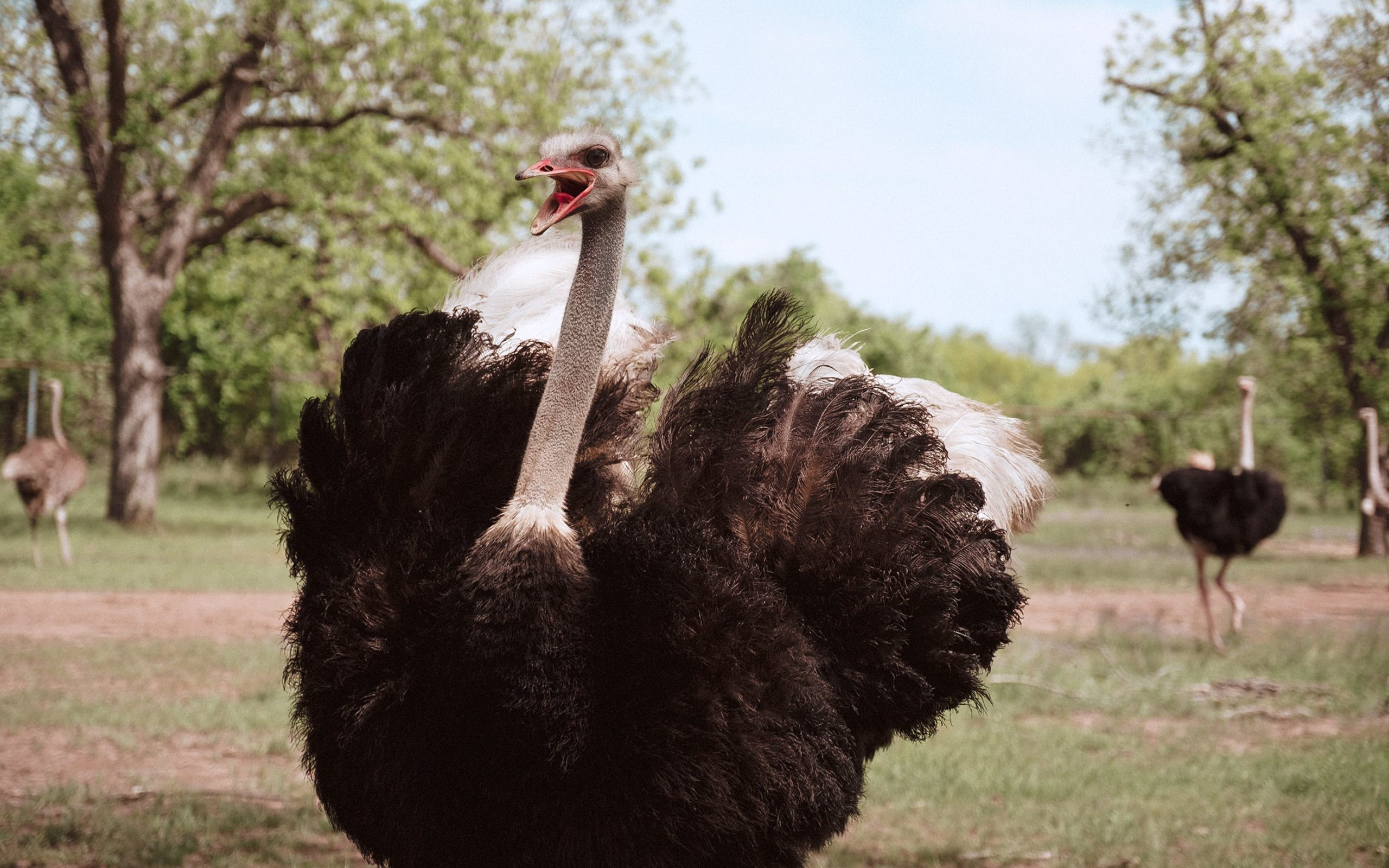 The Rise and Fall (and Rise Again?) of the Texas Ostrich Industry